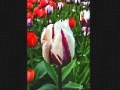Joc Tulip flower