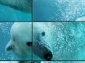 Joc Underwater Polar Bear Slider Puzzle