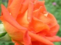 Joc Orange Rose