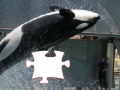 Joc Killer whale