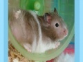 Joc Hamster Jigsaw