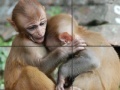 Joc Baby Monkeys Slider Puzzle