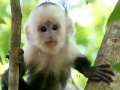 Joc Monkeys hidden numbers
