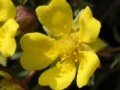 Joc Flowers