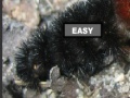 Joc Puzzle hairy caterpillar