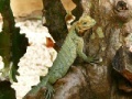 Joc Jigsaw: Iguana Tree