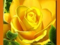 Joc Yellow Roses
