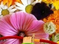 Joc Hidden Honey Bee