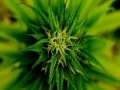 Joc Marijuana Plant Slider