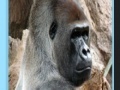 Joc Apes jigsaw