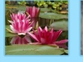 Joc Aquatic Plants Jigsaw