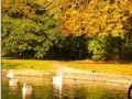 Joc Jigsaw: Autumn Pond