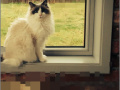 Joc RePixel Find a Cat 