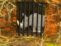 Joc Rhino Escape
