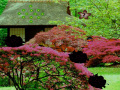 Joc Seasonal Garden Escape