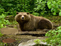 Joc Bavarian Forest Escape