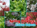 Joc Spring Flowers: Hidden Objects