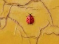 Joc Time 4 ladybug