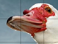 Joc Red beak