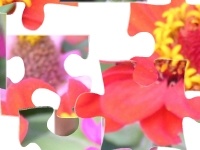 Joc Flowers 2