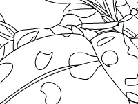 Joc Garden beetle