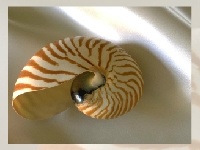 Joc Sea shell