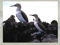 Joc Marine birds