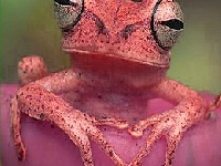 Joc Red frog