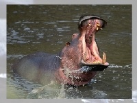 Joc Hippo 2
