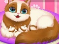 Joc Cute Kitty Pregnant