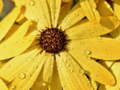 Joc Flower Petals Raindrop Jigsaw