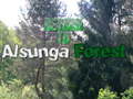 Joc Return To Alsunga Forest