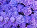 Joc Hidden Stars Flowers