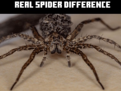 Joc Real Spider Difference