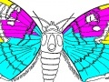 Joc Coloring 5 butterfly