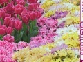 Joc Hidden Hearts - Spring Flowers