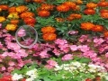 Joc Hidden Hearts Flowers