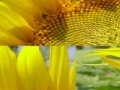 Joc Sunflower Photo Puzzle