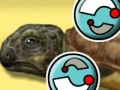 Joc Turtle Care