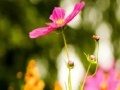 Joc My flowers Hidden Letters