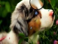 Joc Faboulous Animals Hidden Numbers