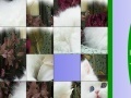 Joc Sweet White Cat Slide Puzzle