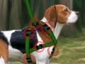 Joc Beagle training