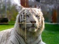 Joc Zoo Time