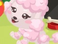 Joc Poodle care
