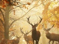 Joc Nature Photography - Find the Numbers