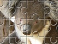 Joc Austrailian Koala Bears 