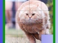 Joc Fat Cat Slide Puzzle