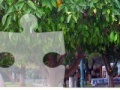 Joc Orange Tree Jigsaw Puzzle 