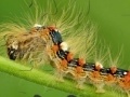 Joc Caterpillar